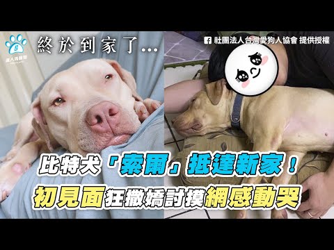 【比特犬「索爾」抵達新家！ 初見面狂撒嬌討摸網感動哭】｜FB / 社團法人台灣愛狗人協會