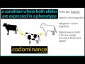 Understanding Co-Dominance in Genetics