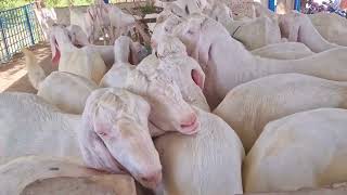 Pakistan ki top per Aane wali breed ke 30 Bakre khassi donde