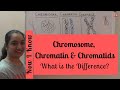 DNA Packaging and Chromosome Structure