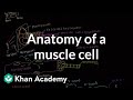 Anatomy of Skeletal Muscle Cells