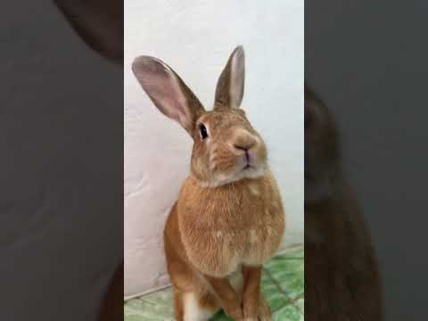 Кролик и кора. #rabbit #кролик #funny #pets #animals #юмор #платан #чинара #прикол