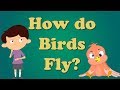 Bird Flight Mechanics and Anatomy