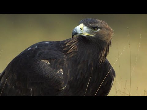 30 Moments Eagles Hunt Their Prey Without Mercy