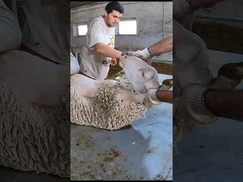 Now The Sheep Will Be Sheared