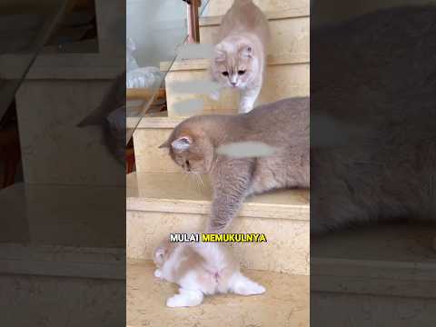 Emak kucing emosi melihat nya #shorts