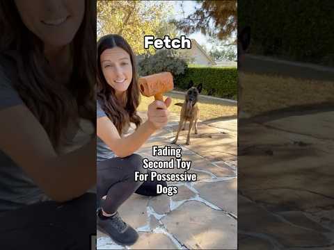 How to Teach Fetch! And drop! #belgianmalinois #malinois #mal #dog #derp #happydog #alignedk9
