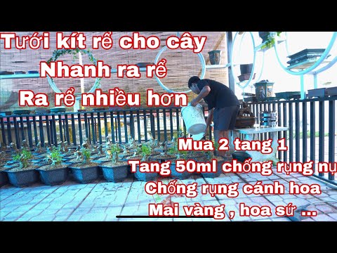 tưới kít rể cho cây bonsai | 0334105642 Tuấn bán thuốc dưỡng rể