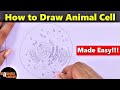 Animal Cell Structure and Functions