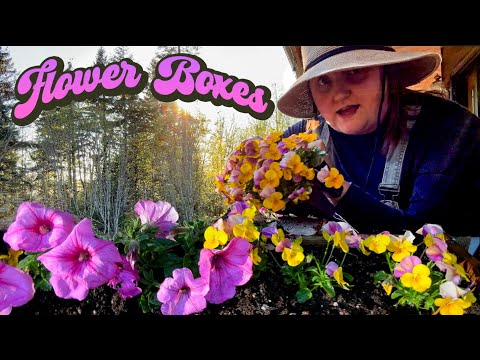 Planting Flower Boxes! | Petunias & Violas!