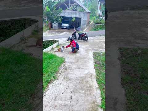 Entah apa yang sudah Om cabe 🌶️ lakukan kepada Zesika😹 #kucing #cat #youtubeshorts