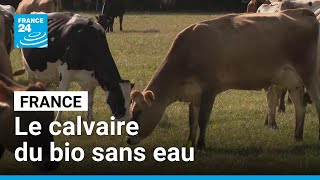 En France, le calvaire du bio sans eau face à la sécheresse • FRANCE 24