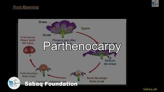Parthenocarpy