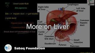 More on Liver