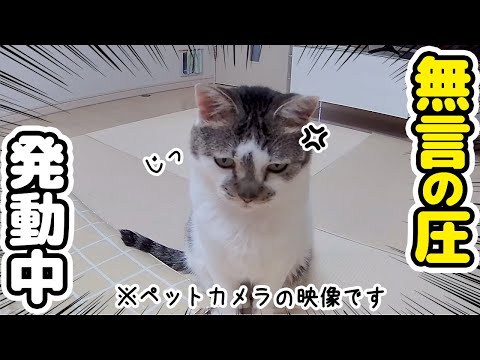 猫にお留守番をお願いしたら…ペットカメラを睨み続ける猫が怖かわいいすぎた