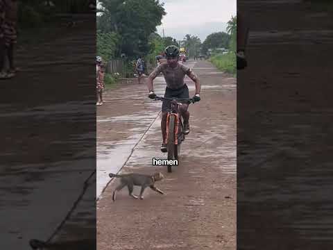 Yarışın Ortasında Bir Kedi Fırladı!