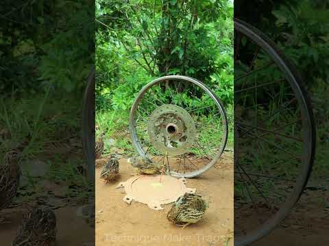 Technique Unique Trap # Creative DIY Quail Bird Trap #shorts