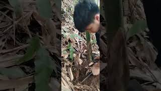 Đi rừng tìm măng vầu cuối mùa