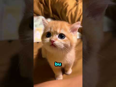 Eğer bir gün sokakta bu adamla karşılaşırsanız, hemen uzaklaşın! 🎩✨