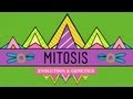 Exploring the Stages of Mitosis and Cytokinesis