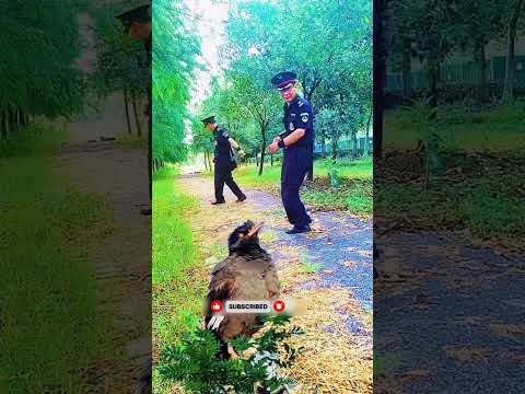 কালেমা শাহাদত পাখির কণ্ঠ শুনে অবাক হয়ে যাবেন😱😱#birds #shorts