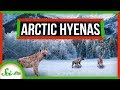 Extinction and Migration of Hyenas