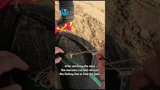 Seal Wrapped In Fishing Line #shorts