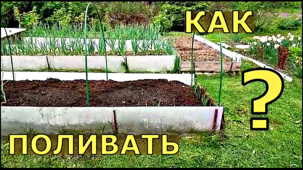 Когда поливать растения в открытом грунте?
