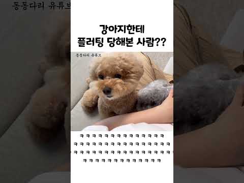 플러팅은 이 강아지처럼(소리 필수)