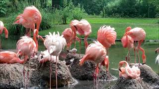 Flamingo-Nachwuchs in der Lagune