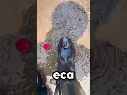 Papai Tem Água Dentro Do Sapatos! 😨😂