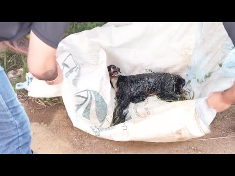 He Was Found Covered in Tar But Not Even That Could Stop His Spirit