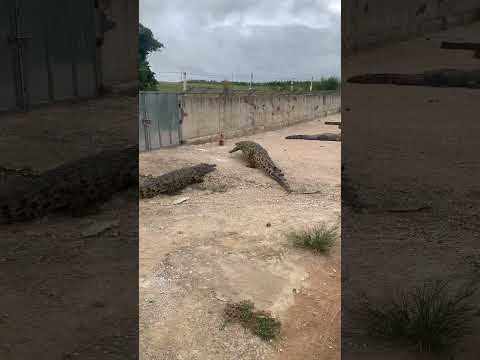 Chicken playing chase with bunch of crocodiles