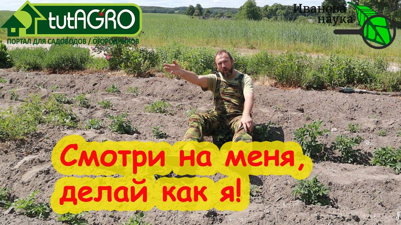 У всех картофель померз, а у меня нет! Копеечный восстановитель после заморозка, града, подтопления.