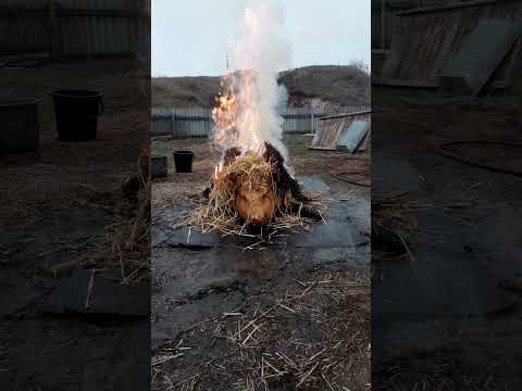Свіжина в соломі