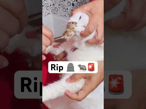 R.I.P 😭💔 Coco no plz #shorts #dog #MereMehboobMereSanam #trendingsongs
