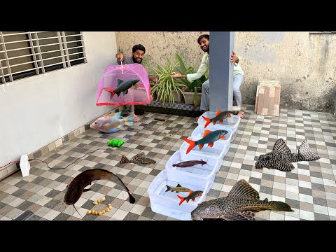 Kitni Sari Tilapias Ho Gayi
