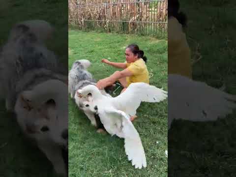 Dog: This is the goose who did it first 🍬 P7