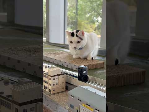 Osmo Nano | Comment filmer le monde comme une souris face à un chat ?