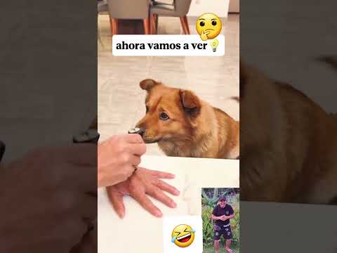 a firulais no le 3ngañ@n❤️🥰🤭😂😂🤣 #perros #dog #contenido #shorts #reels