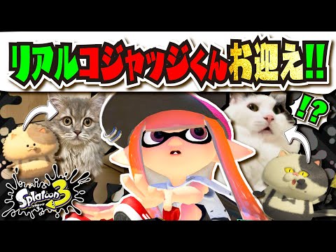 【実写コジャッジくん】新しい家族が増えました！！！　猫ちゃんお迎え！！！ 【#スプラトゥーン3】【#Splatoon3】【#PR】