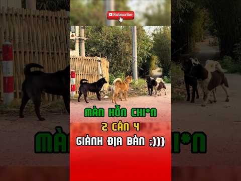 Màn hỗn ch* iến tranh giành địa bàn 🤣 #shorts