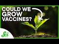 Plant-Based Vaccines and Their Advantages