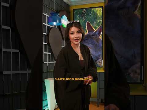 🇺🇿В Узбекистане орудуют шакалы #новостиузбекистана #узбекистан #шакал #животные #новости