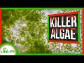 Adaptability and Characteristics of Marine Algae
