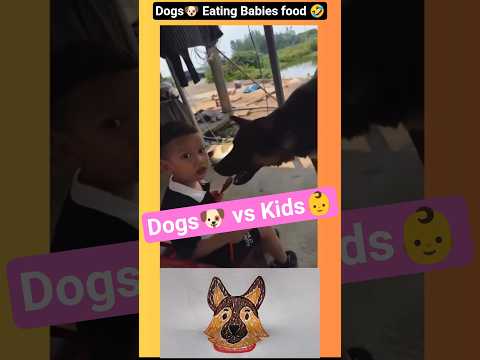 Dogs🐶 Eating Babies food 🤣#dogs #dogshorts #funny #funnyanimals #kids #baby #lmao