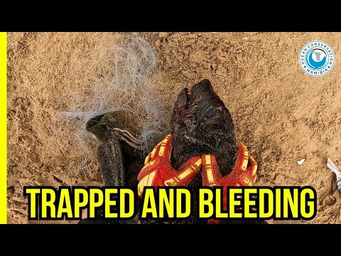 Caught in an Illegal Gill Net - How Many Must Suffer Before It Stops?