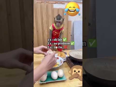 He’s safe but FURIOUS! 🤬 Human breaks eggs on his head—and he’s not having it! 😂🥚 #RobThrasher