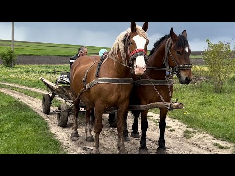 Мая та Гніда в парі🔥Мая кобила на продажу👍Потужна пара кобил💪Тернопільські коні💣
