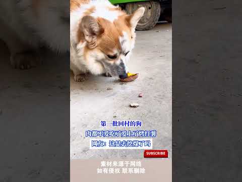 第一批回村的狗,肉都不愛吃了愛上了烤紅薯,網友:這是去挖煤了嗎 #cuteanimal #pets